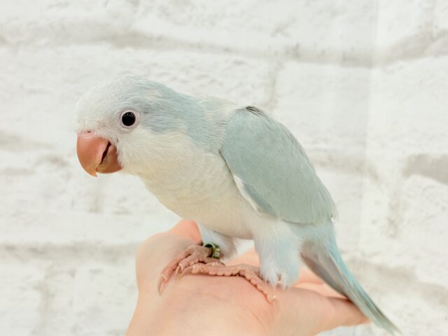 オキナインコ