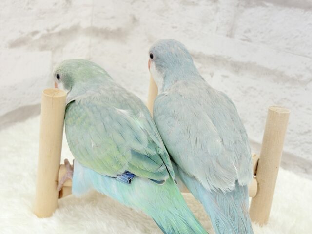 オキナインコ