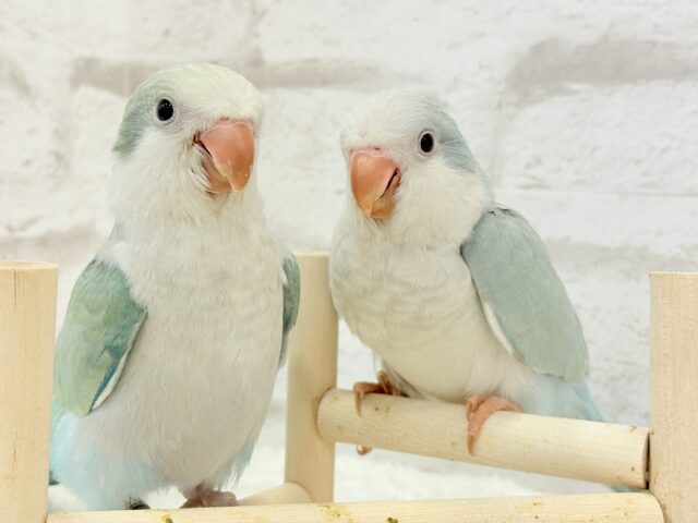 オキナインコ
