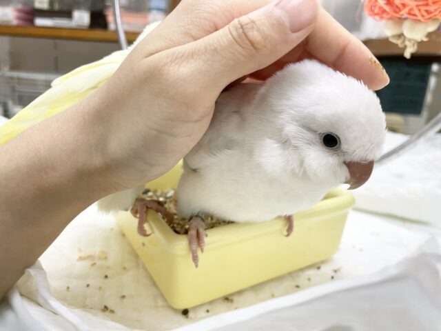 オキナインコ