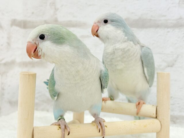 オキナインコ