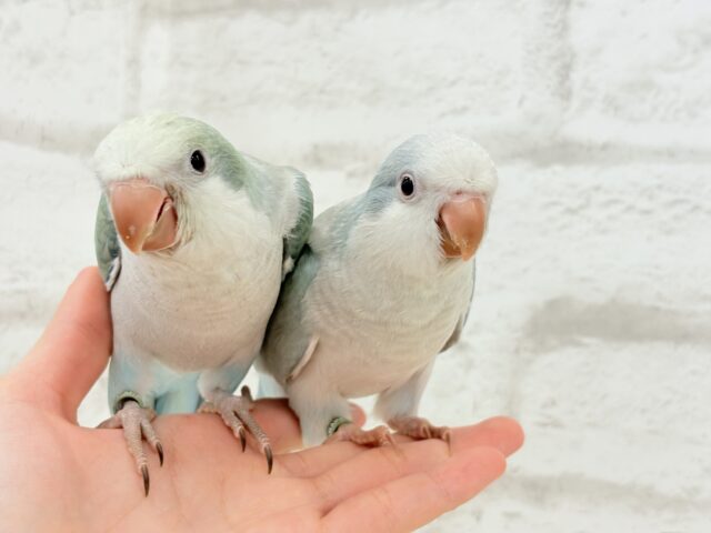 オキナインコ