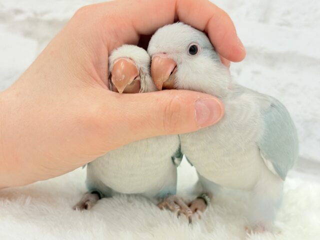 オキナインコ
