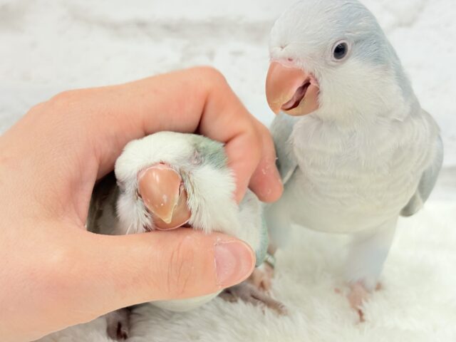 オキナインコ
