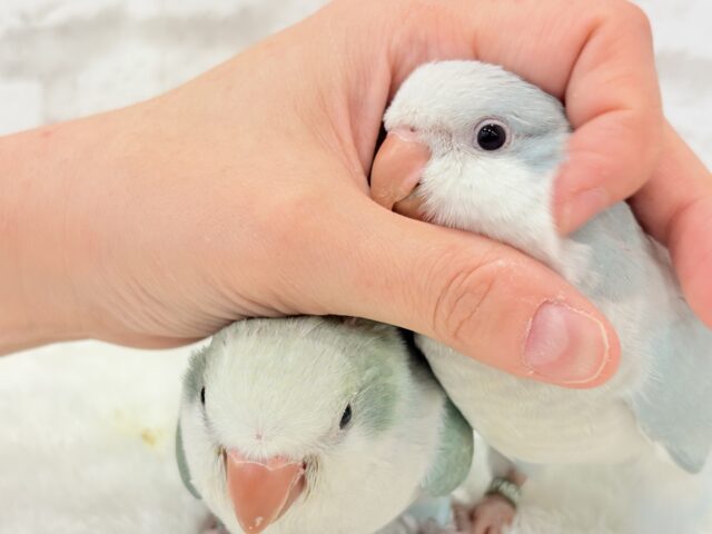 オキナインコ