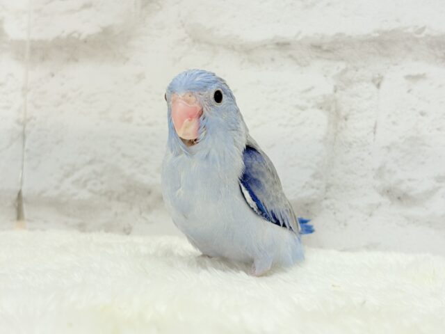 マメルリハ