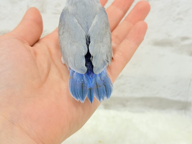 マメルリハ