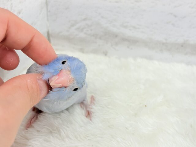 マメルリハ