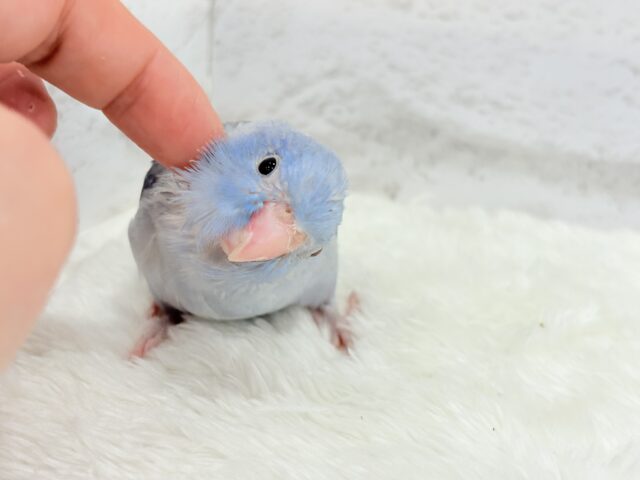 マメルリハ