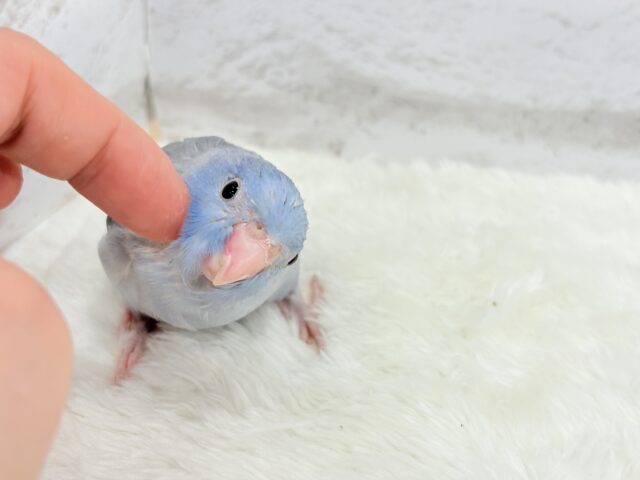 マメルリハ