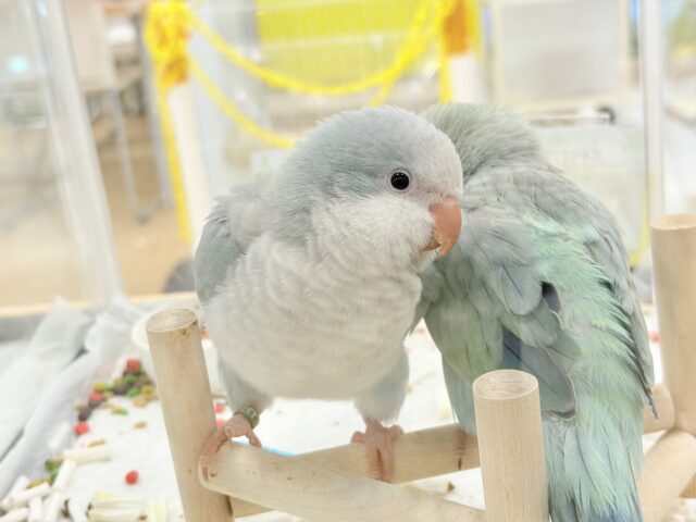 セキセイインコ、レインボー、オス【まるい鳥の顔の缶バッチ