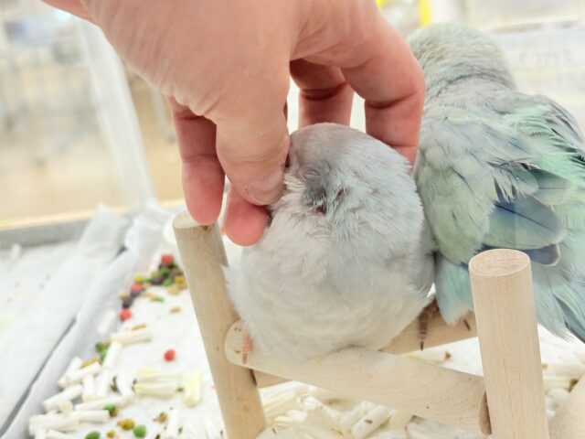 オキナインコ