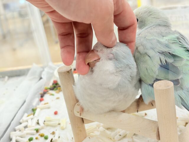 オキナインコ