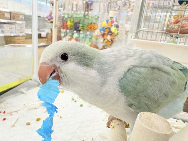 オキナインコ