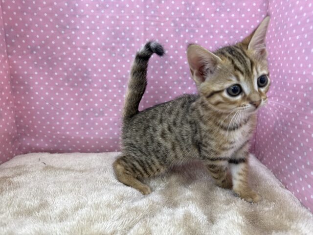 ベンガル