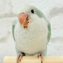 【最新画像更新🪄】頭もふっ♡おっとりさん~♩♩オキナインコ(アクアブルーオパーリン) ヒナ