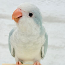 【最新画像更新🪄】満たされたら〜、ねむねむモード〜｡oOオキナインコ(ブルーパリド) ヒナ