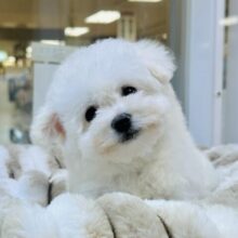 ふわふわ綿あめビションフリーゼちゃん🤍