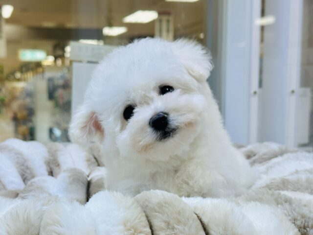 ふわふわ綿あめビションフリーゼちゃん🤍