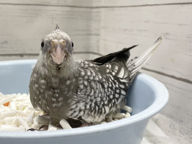 オカメインコ