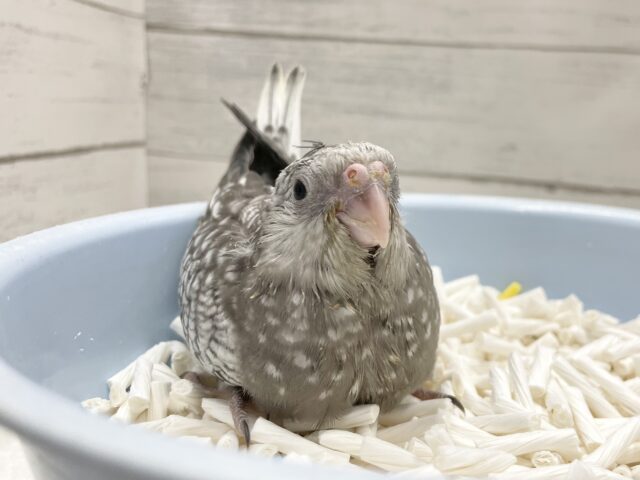 オカメインコ