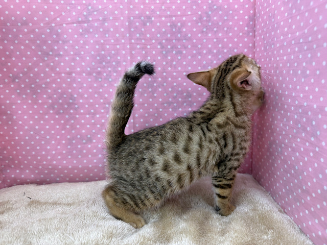 ベンガル