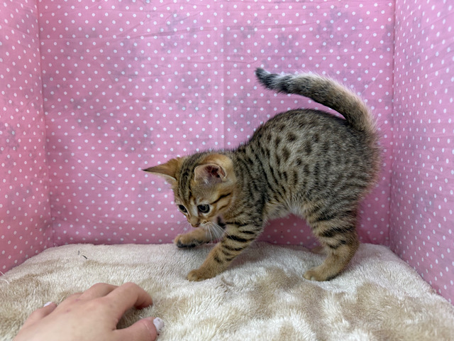 ベンガル