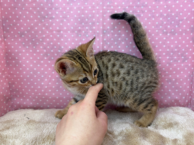 ベンガル