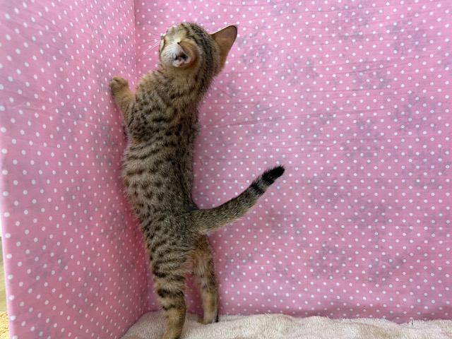 ベンガル