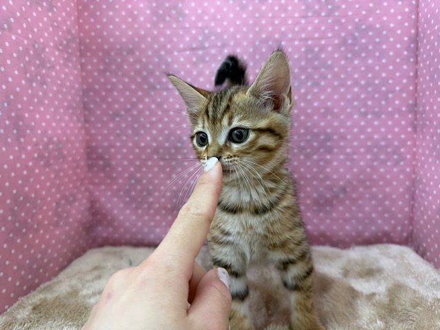 ベンガル