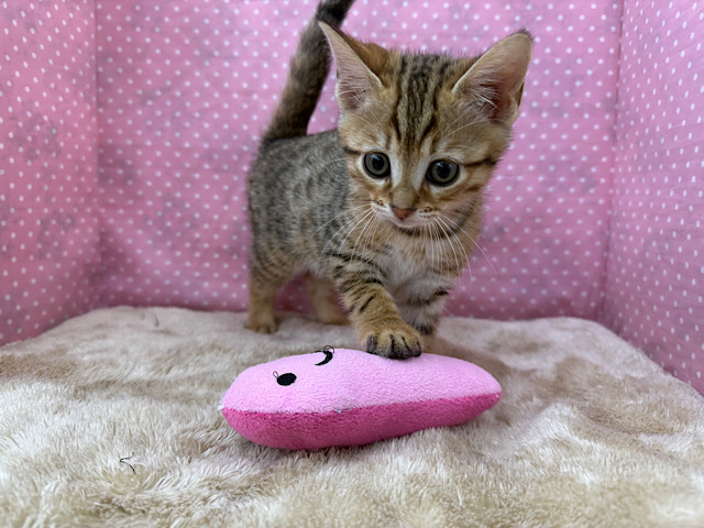 ベンガル