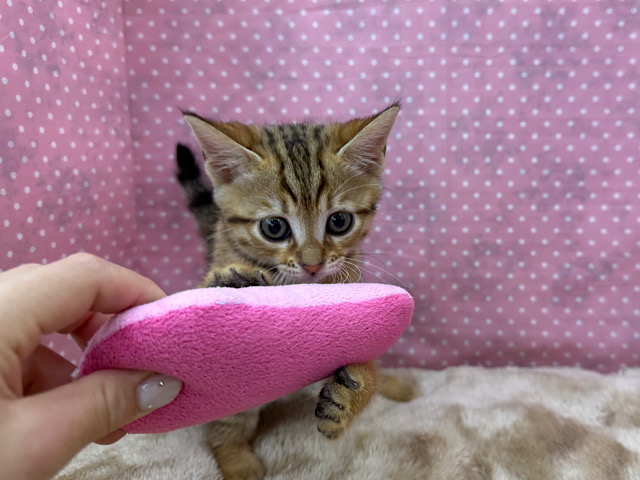 ベンガル