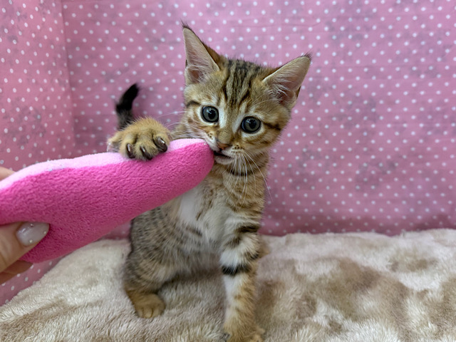 スリスリ構ってがとまらないよぉ💗ベンガルの女のコきました🌟