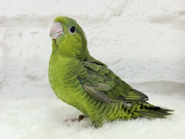 サザナミインコ