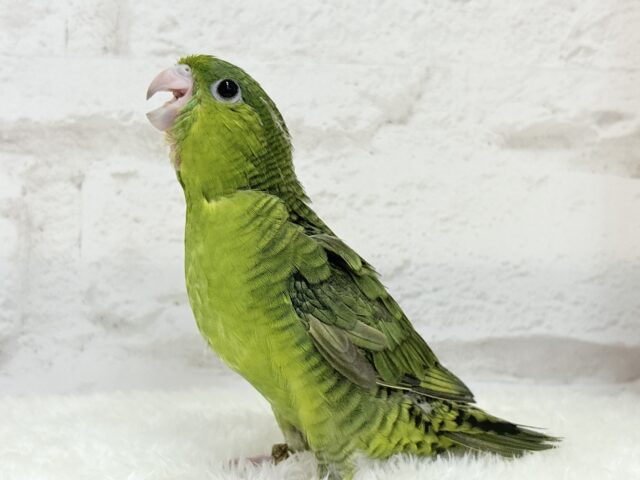 サザナミインコ