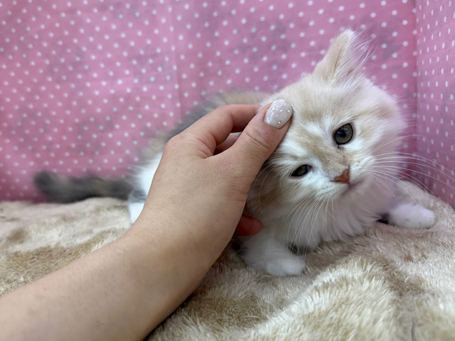 スコティッシュフォールド