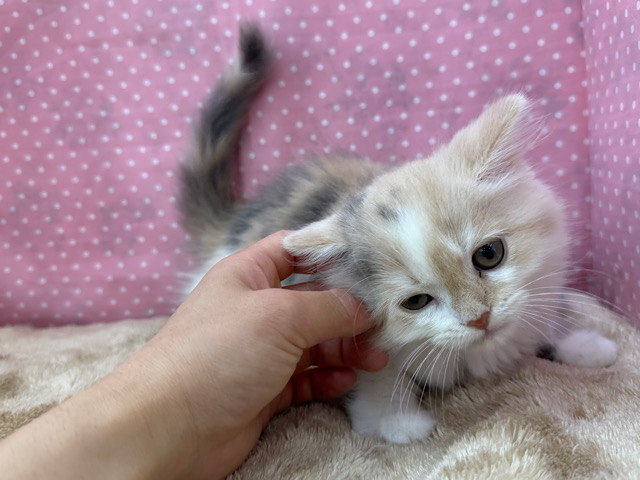 スコティッシュフォールド