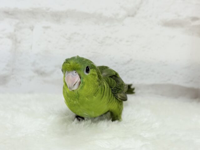 サザナミインコ