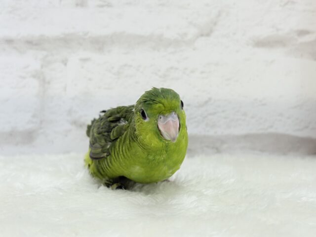 サザナミインコ