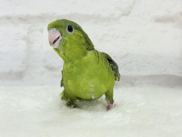 サザナミインコ