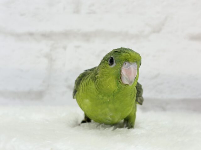 サザナミインコ