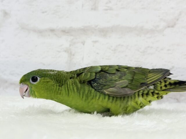 サザナミインコ