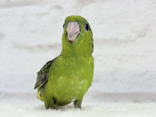 サザナミインコ