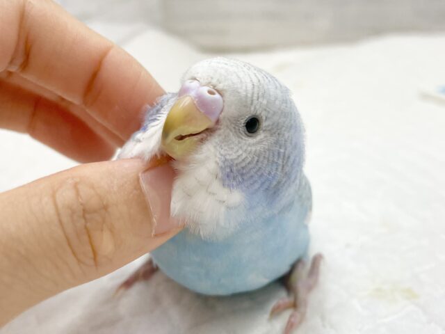セキセイインコ　a⑥ セキセイインコリアルサイズ＋ピーナッツ | TinyBooBoo