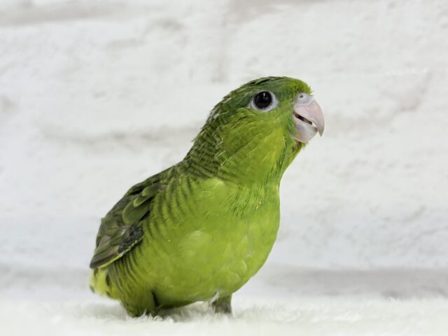サザナミインコ