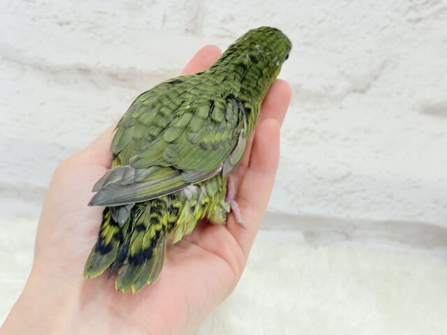 サザナミインコ