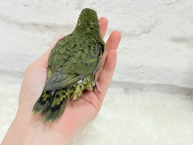 サザナミインコ