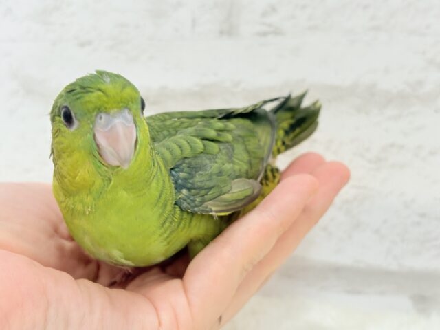 サザナミインコ