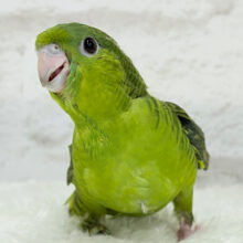 【最新画像更新🪄】サザナミ界のアピール番長‪☆サザナミインコ(ダークグリーンスパングルSF) ヒナ