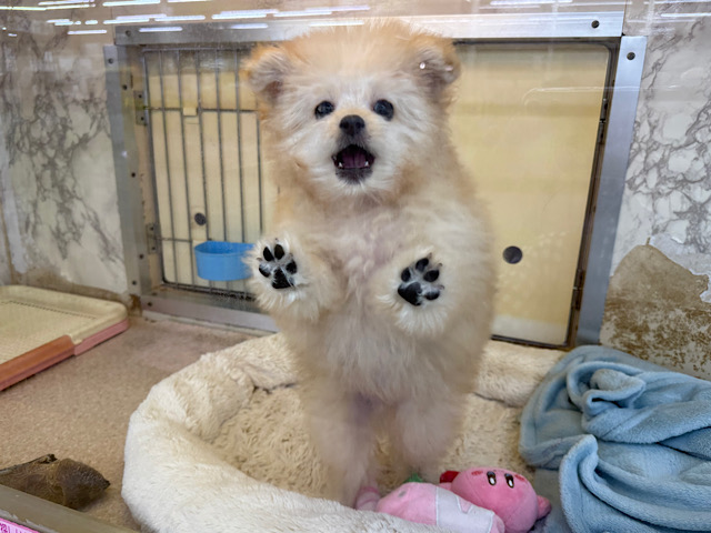 ポメプー